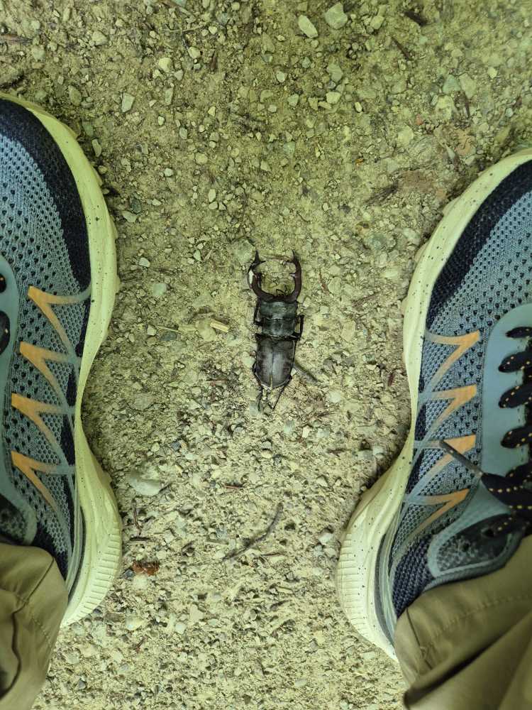 Hirschkäfer zwischen zwei Wanderschuhen. Wandern ist ein wichtiger Aspekt im Jahresrückblick 2025.