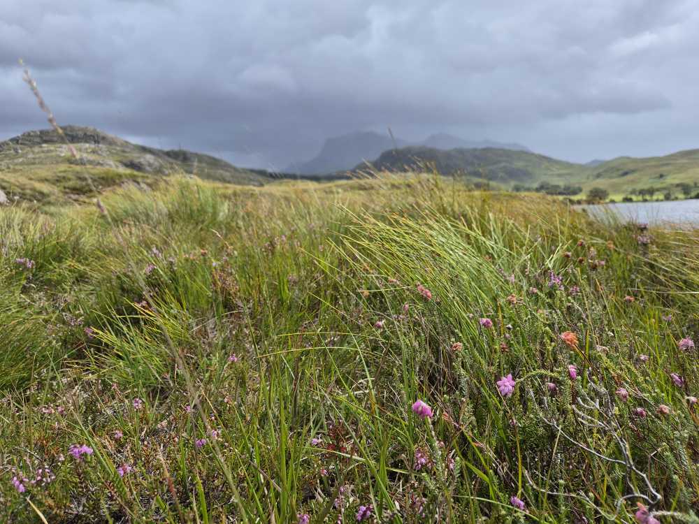 Schottische Landschaft mit Gras in den verschiedensten Grünschattierungen und rosa Blumen.