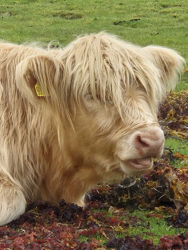 Kopf eines hellen schottischen Hochlandrinds.